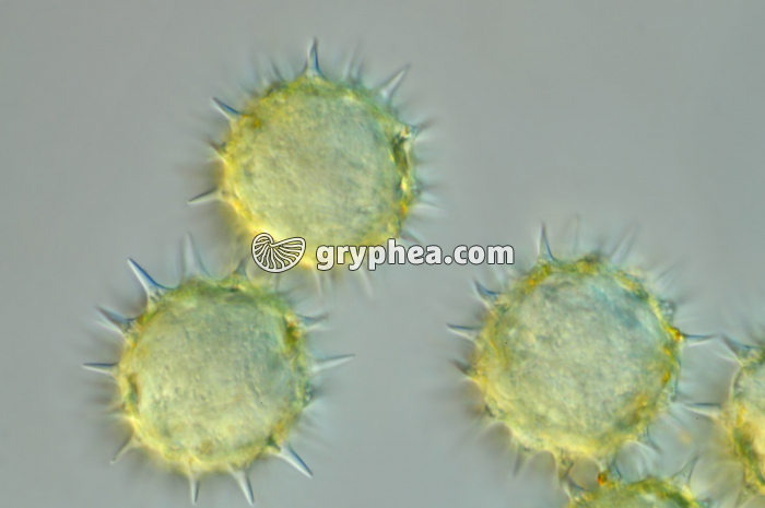 Pollen de Tournesol x300 - gryphea.com